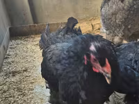 Brahma — photo 2