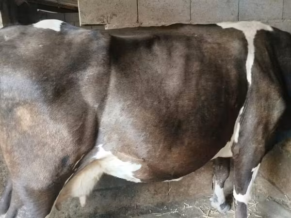 Vaca, Raza Holstein