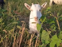 बकरी, Saanen goat — फ़ोटो 2