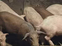 Säue, Schweine — Foto 3