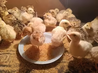 Turkeys — photo 1