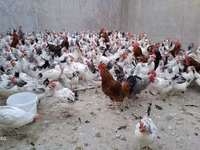 Chickens — photo 1