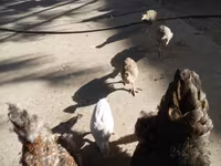 Guinea fowl — Foto 5