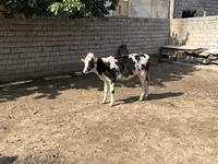 Qoramol (partiya, jinsi ko‘rsatilmagan), Russian Black pied cattle — 2-rasm