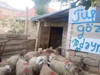 Qoç, Qoyunlar — foto 5
