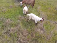 Dişi keçi, Saanen goat — foto 1