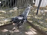 Araucana — Foto 3