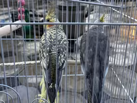 Nimfa (Cockatiel) cütlüyü və qəfəs dəsti - Növ: Nimfa tutuquşusu — Foto 1