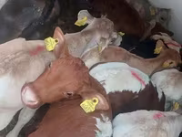 Toro, Simmental cattle — foto 3