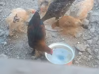 Chickens — photo 1