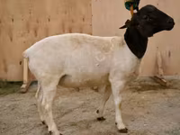 Ram, Dorper sheep — photo 1