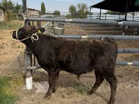 Bull, Belgian Blue — photo 7