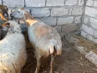 Sheep, Sheep — photo 2
