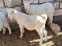 Billy Goat, Goats — photo 4