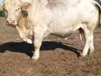 Buğa, Charolais cattle — foto 3