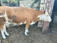 İnək, Simmental cattle — foto 1