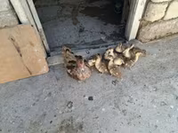 Ducks — photo 1