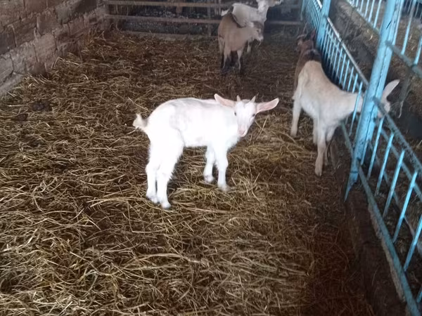Goats (batch, sex not specified), Goats — Azerbaijan