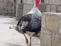Geniş Sinəli Ağ — foto 2