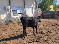 Vaca, Bovinos — foto 4
