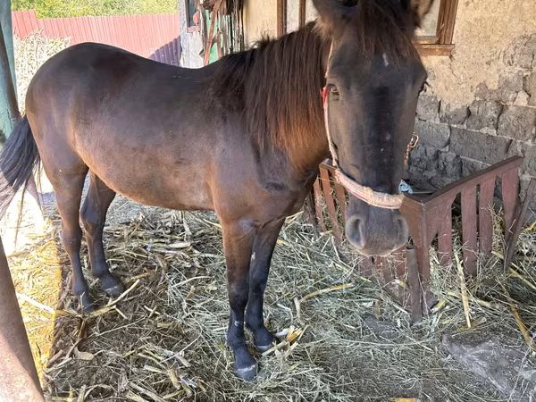 母马, Horses
