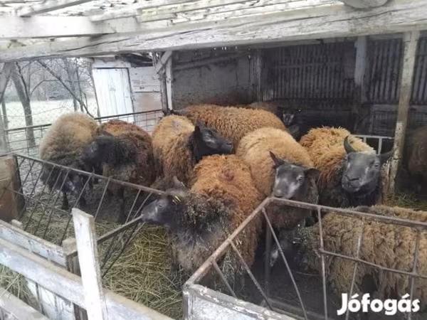 Вівця, Texel sheep