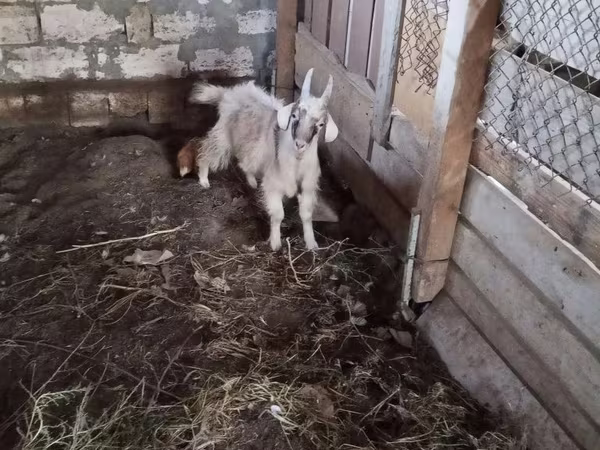 Kozioł, Kozy