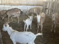 बकरियाँ (लॉट, लिंग निर्दिष्ट नहीं), Alpine goat — फ़ोटो 1