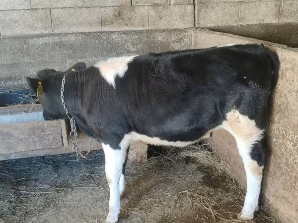 İnək, Russian Black pied cattle