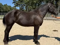 Stute, Percheron — Foto 1