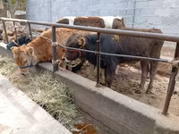 Býk, Swiss cattle — foto 1