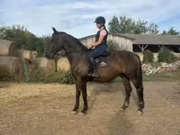 Koń, Nonius horse — zdjęcie 4