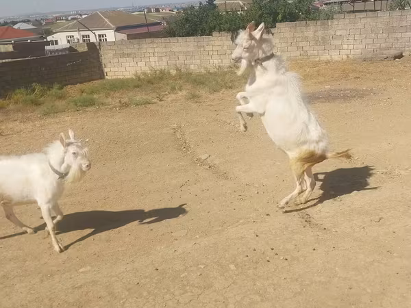 Goats (batch, sex not specified), Goats