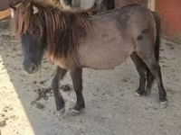 घोड़ी, Shetland Pony — फ़ोटो 7
