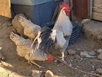 Leghorn — foto 1