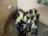 Ducks — photo 2