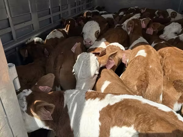 公牛, Simmental cattle