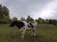 İnək, Simmental cattle — foto 1