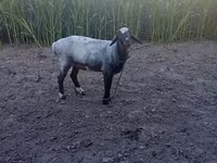 Qoç, Blackheaded Persian sheep — foto 2