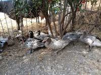 Ducks — 照片 1