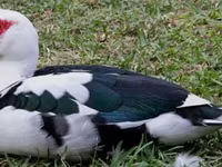 Ducks — Foto 2