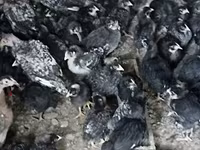 Avstraliya Pit Game quşu — foto 2