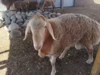 Qoç, Arashan sheep — foto 4