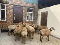 Beran, Rhon sheep — foto 2