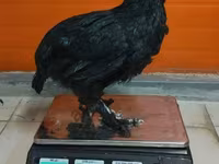 Dominant — foto 6