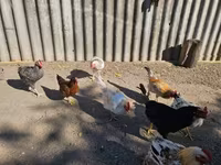 Chickens — Foto 3