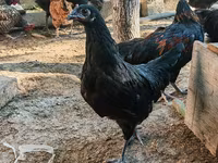 Australorp — photo 4