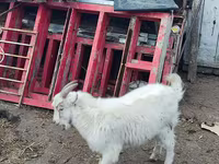 Goat, Kamori goats — photo 6