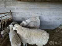 公羊, Sheep — 照片 7