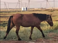 Mare, Mugalzhar horse — photo 4